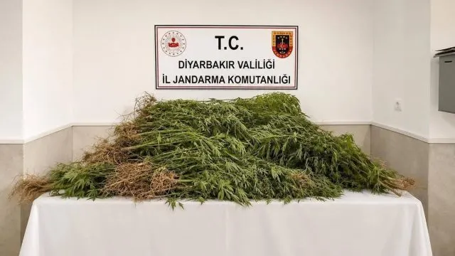 Diyarbakır'da Uyuşturucu Operasyonunda 144 Bin 398 Kök Kenevir Ele Geçirildi