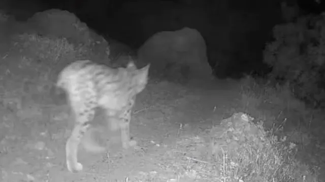 Pülümür’de Fotokapana Kırmızı Listedeki Vaşak Takıldı Pülümür’de Fotokapana Kırmızı Listedeki Vaşak Takıldı