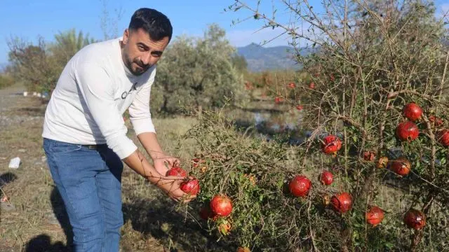 Arsuz'da Dolu, Hasat Öncesi 100 Dönümlük Nar Bahçesini Vurdu