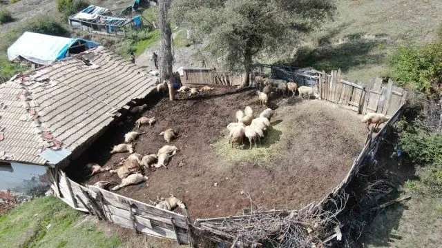 Kastamonu'da Üç Kurdun Saldırdığı Ağılta 18 Koyun Telef Oldu