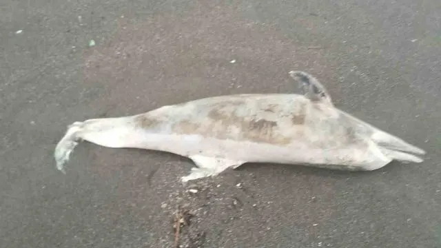 Düzce Akçakoca'da Fırtına Dalgaları Ölü Yunusu Kıyıya Sürükledi