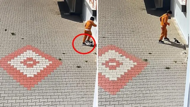 Bandırma’da Kediye Kötü Muamele Tepki Çekti