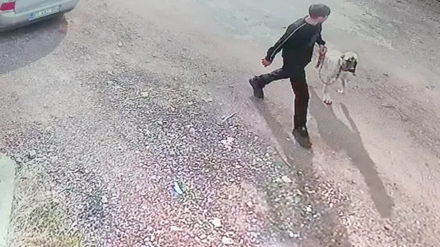Siverek’te Kangal Köpeğinin Çalınma Anı Kamerada