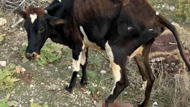 Gercüş’te Pikabın Çarptığı Büyükbaş Hayvan Yaralandı