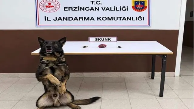 Erzincan’da Jandarma Operasyonlarında Skunk Ve Sentetik Kannabinoid Hammaddesi Ele Geçirildi
