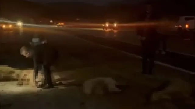 Yüksekova’da Sürüye Çarpan Otomobildeki 4 Kişi Kurtuldu