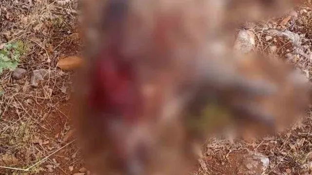 Sivrihisar’da Tarlalara Zarar Veren İki Yaban Domuzu Avlandı