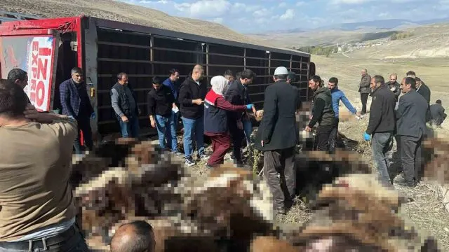 Tekman’da Hayvan Yüklü Tır Devrildi: 130 Küçükbaş Telef Oldu