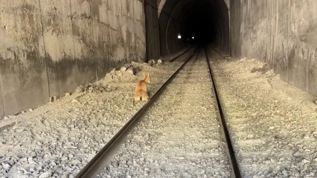 Elazığ'da Tünele Giren Dağ Keçilerine Tren Çarptı Elazığ'da Tünele Giren Dağ Keçilerine Tren Çarptı