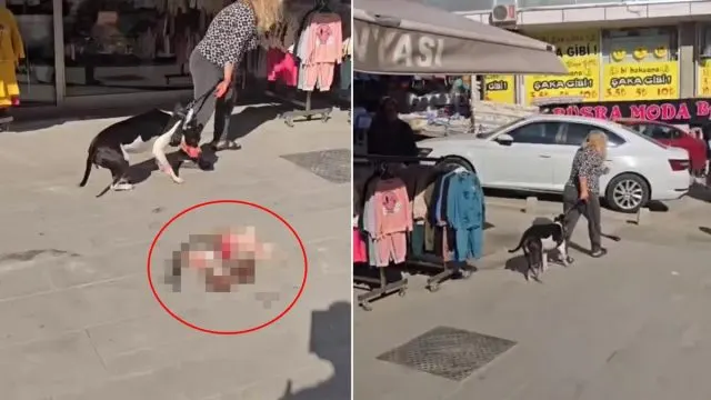 Esenyurt’ta Kediyi Öldüren Pitbullun Sahibine 95 Bin Lira Ceza