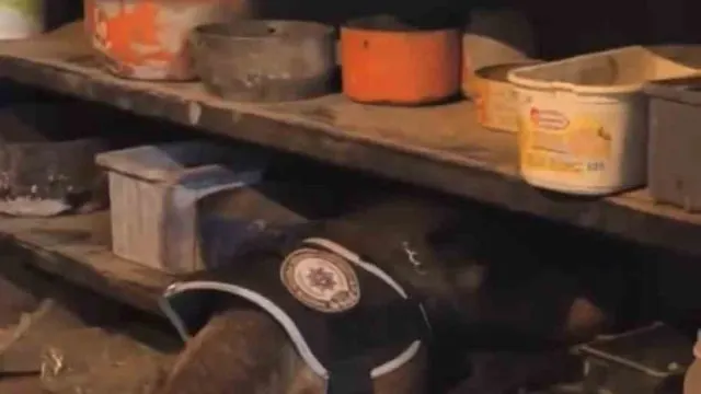 Bingöl’de Skunk Operasyonunda Bir Şüpheli Tutuklandı Bingöl’de Skunk Operasyonunda Bir Şüpheli Tutuklandı