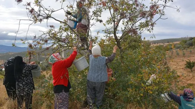 Demirci'de Kadınların Çitlembik Mesaisi Aile Bütçelerine Katkı Sağlıyor