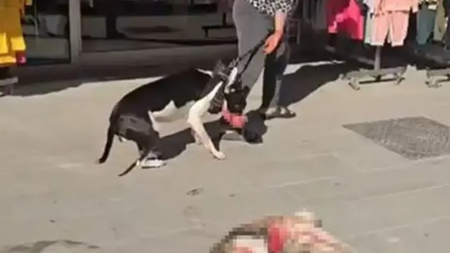 Esenyurt'ta Pitbull Saldırısı Sokak Kedisinin Ölümüyle Sonuçlandı Esenyurt'ta Pitbull Saldırısı Sokak Kedisinin Ölümüyle Sonuçlandı