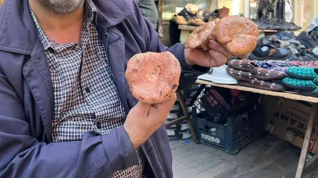 Menteşe’de Çıntar Sezonu Başladı: Kilosu 500 Lira