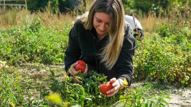 Bşeü'de Proje Domatesleri Aşçılık Eğitimine Katkı Sunuyor