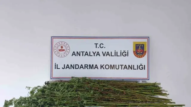 Serik'te Jandarma Aramasında 80 Kök Kenevir Ele Geçirildi Serik'te Jandarma Aramasında 80 Kök Kenevir Ele Geçirildi